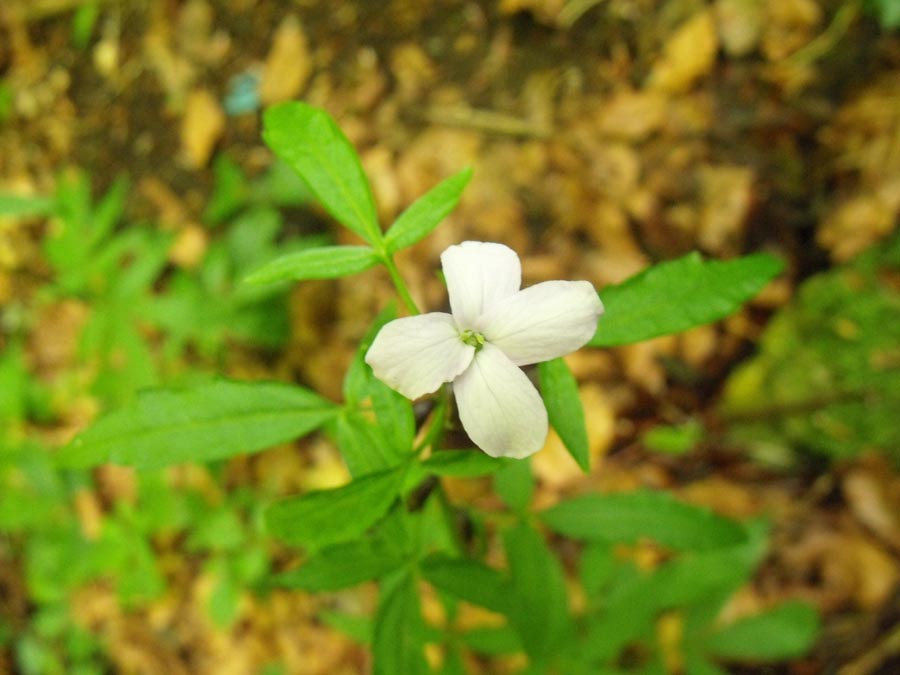 Dal Gargano, Cardamine bulbifera